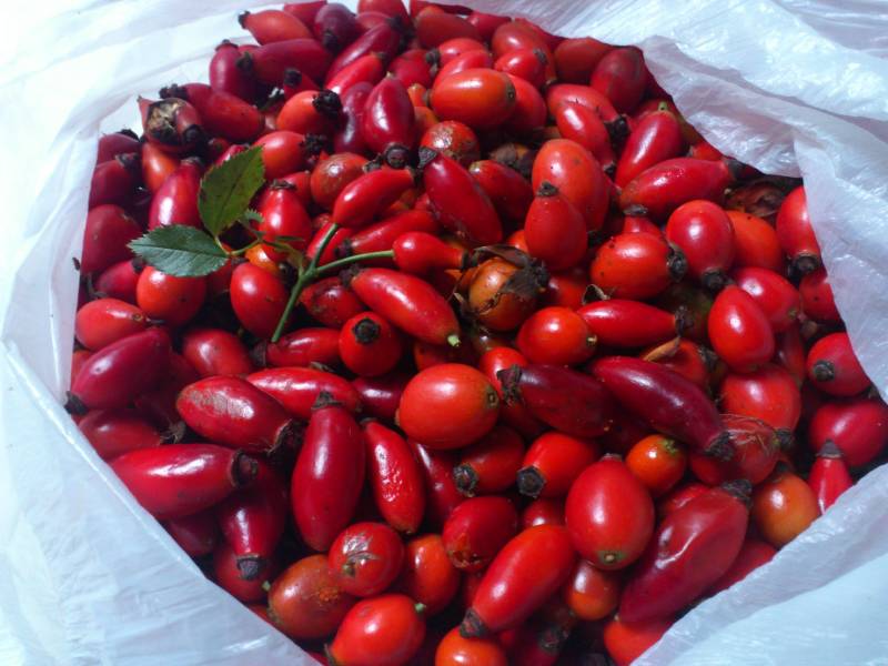 Csipkebogyó lekvár (Hecsedli)